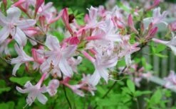 Coastal Azalea (Rhododendron Atlanticum) - 1 Gallon Pot -Garden Sales Store rhododendron atlanticum coastal azalea 7 1