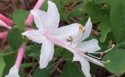 Coastal Azalea (Rhododendron Atlanticum) - 3 Gallon Pot -Garden Sales Store rhododendron atlanticum coastal azalea 8