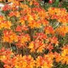 Florida Flame Native Azalea (Rhododendron Austrinum) - 3 Gallon Pot