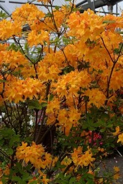 Florida Flame Native Azalea (Rhododendron Austrinum) - 3 Gallon Pot -Garden Sales Store rhododendron austrinum florida flame native azalea 4
