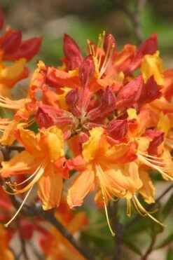 Florida Flame Native Azalea (Rhododendron Austrinum) - 3 Gallon Pot -Garden Sales Store rhododendron austrinum florida flame native azalea 5