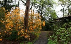 Florida Flame Native Azalea (Rhododendron Austrinum) - 3 Gallon Pot -Garden Sales Store rhododendron austrinum florida flame native azalea 8