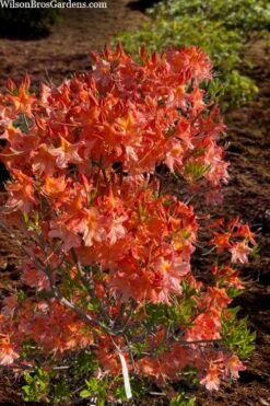 Pat Ryan Aromi Azalea (Rhododendron Hybrid) - 1 Gallon Pot -Garden Sales Store rhododendron pat ryan native azalea 104
