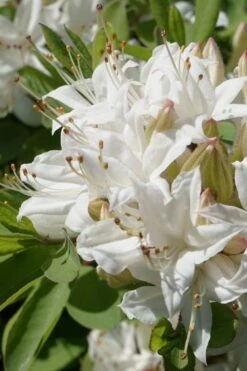 Swamp Azalea (Rhododendron Viscosum) - 3 Gallon Pot -Garden Sales Store rhododendron viscosum swamp azalea 1