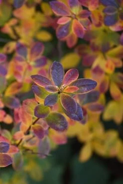 Swamp Azalea (Rhododendron Viscosum) - 3 Gallon Pot -Garden Sales Store rhododendron viscosum swamp azalea 2