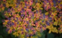 Swamp Azalea (Rhododendron Viscosum) - 3 Gallon Pot -Garden Sales Store rhododendron viscosum swamp azalea 3