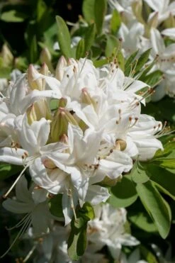 Swamp Azalea (Rhododendron Viscosum) - 3 Gallon Pot -Garden Sales Store rhododendron viscosum swamp azalea 5