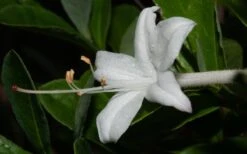 Swamp Azalea (Rhododendron Viscosum) - 3 Gallon Pot -Garden Sales Store rhododendron viscosum swamp azalea 8