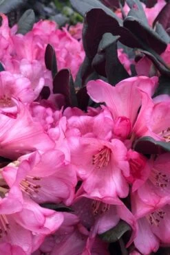 Wine And Roses Rhododendron - 5 Gallon Pot 12 Wine And Roses Rhododendron - 5 Gallon Pot -Garden Sales Store rhododendron wine and roses 11