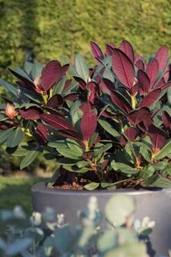 Wine And Roses Rhododendron - 5 Gallon Pot 11 Wine And Roses Rhododendron - 5 Gallon Pot -Garden Sales Store rhododendron wine and roses 15
