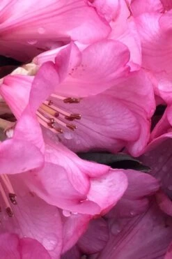 Wine And Roses Rhododendron - 5 Gallon Pot 10 Wine And Roses Rhododendron - 5 Gallon Pot -Garden Sales Store rhododendron wine and roses 9