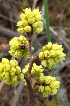 Fragrant Sumac (Rhus Aromatica) - 3 Gallon Pot