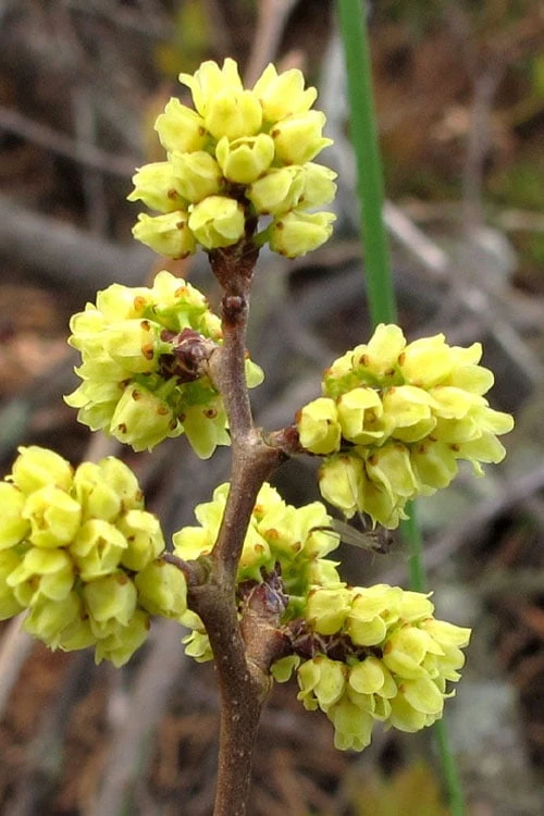 Fragrant Sumac (Rhus Aromatica) - 3 Gallon Pot 1 Fragrant Sumac (Rhus Aromatica) - 3 Gallon Pot