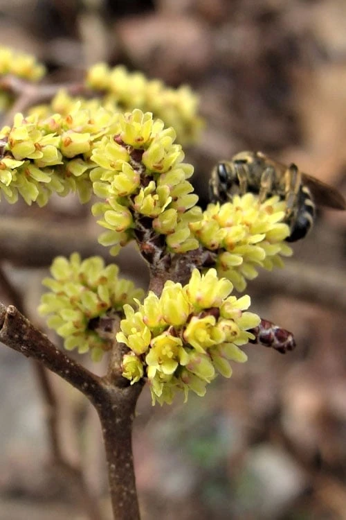 Fragrant Sumac (Rhus Aromatica) - 3 Gallon Pot 9 Fragrant Sumac (Rhus Aromatica) - 3 Gallon Pot - Image 9