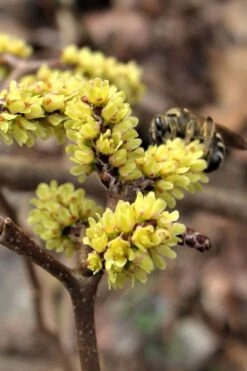 Fragrant Sumac (Rhus Aromatica) - 1 Gallon Pot -Garden Sales Store rhus aromatica fragrant sumac 2