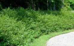 Fragrant Sumac (Rhus Aromatica) - 1 Gallon Pot -Garden Sales Store rhus aromatica fragrant sumac 7