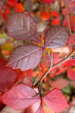 Fragrant Sumac (Rhus Aromatica) - 3 Gallon Pot 15 Fragrant Sumac (Rhus Aromatica) - 3 Gallon Pot -Garden Sales Store rhus aromatica fragrant sumac 8 1