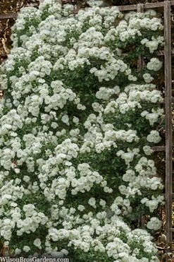 Lady Banks White Rose - 5 Gallon Pot -Garden Sales Store rosa banksiea alba plena white lady banks rose