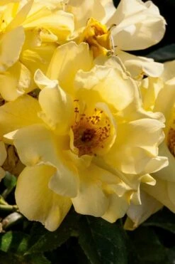 Lemon Drift Groundcover Rose - 1 Gallon Pot -Garden Sales Store rose lemon drift 1