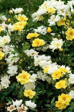 Lemon Drift Groundcover Rose - 1 Gallon Pot -Garden Sales Store rose lemon drift 5