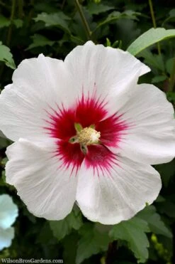 Red Heart Rose Of Sharon (Single Trunk Tree) - 5 Gallon Pot -Garden Sales Store rose of sharon red heart 13