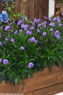 Mayan Compact Purple Mexican Petunia (Ruellia) - 5 Pack Quart Pots -Garden Sales Store ruellia simplex mayan compact purple mexican petunia 4