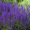 May Night Salvia - 5 Pack Of Quart Pots