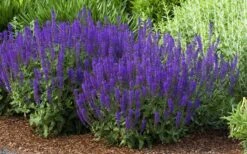 May Night Salvia - 5 Pack Of Quart Pots -Garden Sales Store salvia nemerosa may night 2
