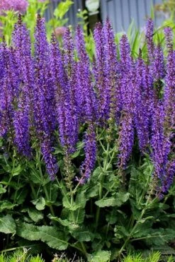 May Night Salvia - 5 Pack Of Quart Pots -Garden Sales Store salvia nemerosa may night 4