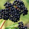 Adam's American Elderberry (Sambucus Canadensis) - 3 Gallon Pot
