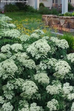 Ranch American Elderberry (Sambucus Canadensis) - 1 Gallon Pot -Garden Sales Store sambucus nigra canadensis common elderberry 12
