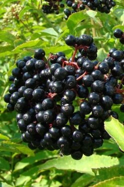 Adam's American Elderberry (Sambucus Canadensis) - 3 Gallon Pot 12 Adam's American Elderberry (Sambucus Canadensis) - 3 Gallon Pot -Garden Sales Store sambucus nigra canadensis common elderberry 4