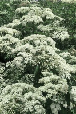 Ranch American Elderberry (Sambucus Canadensis) - 1 Gallon Pot -Garden Sales Store sambucus nigra canadensis common elderberry 7
