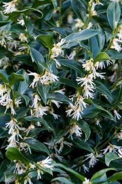Confused Sweet Box (Sarcococca Confusa) - 1 Gallon Pot -Garden Sales Store sarcococca confusa confused sweet box 10