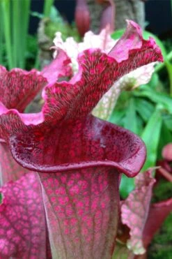 Juthatip Soper Pitcher Plant (Saracennia) - 2.5 Quart Pot -Garden Sales Store sarracenia juthatip soper pitcher plant 2