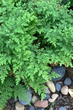 Arborvitae Fern (Selaginella Braunii) - 2.5 Quart Pot -Garden Sales Store selaginella braunii arborvitae fern 2