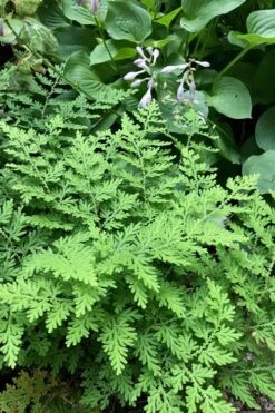 Arborvitae Fern (Selaginella Braunii) - 2.5 Quart Pot -Garden Sales Store selaginella braunii arborvitae fern 3