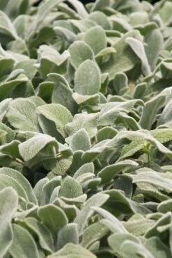 Silver Carpet Lambs Ears (Stachys) - 6 Pack Of Pint Pots