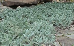 Silver Carpet Lambs Ears (Stachys) - 6 Pack Of Pint Pots -Garden Sales Store stachys byzantina silver carpet lambs ears 5