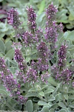 Silky Fleece Dwarf Lambs Ear (Stachys Byzantina) - 10 Pack Of Quarts Pots -Garden Sales Store stachys byzantine silky fleece lambs ear 101