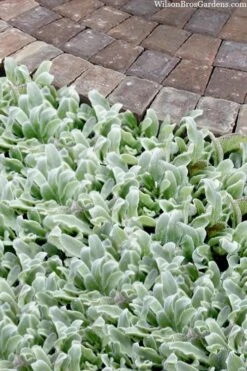 Silky Fleece Dwarf Lambs Ear (Stachys Byzantina) - 10 Pack Of Quarts Pots -Garden Sales Store stachys byzantine silky fleece lambs ear 104