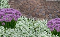 Silky Fleece Dwarf Lambs Ear (Stachys Byzantina) - 10 Pack Of Quarts Pots -Garden Sales Store stachys byzantine silky fleece lambs ear 105