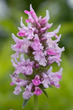 Summer Crush Betony (Stachys) - 1 Gallon Pot -Garden Sales Store stachys summer crush betony 3