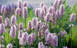 Summer Crush Betony (Stachys) - 1 Gallon Pot -Garden Sales Store stachys summer crush betony 5