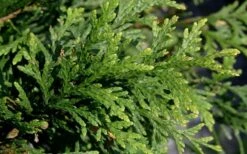 Green Giant Arborvitae (Thuja) - 6-Pack Of 1 Gallon Pots -Garden Sales Store thuja green giant arborvitae 102 1