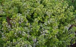 Golden Lemon Thyme (Thymus Citriodorus 'Aurea') - 6 Pack Of Pint Pots -Garden Sales Store thymus citriodorus golden lemon thyme 4