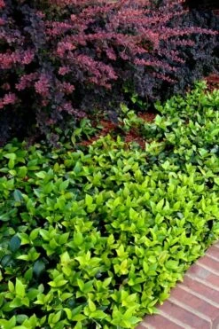 Asian Jasmine (Trachelospermum Asiaticum) - 72 Pack Of 3.5" Pint Pots 17 Asian Jasmine (Trachelospermum Asiaticum) - 72 Pack Of 3.5" Pint Pots -Garden Sales Store trachelospermum asiaticum asian jasmine 2