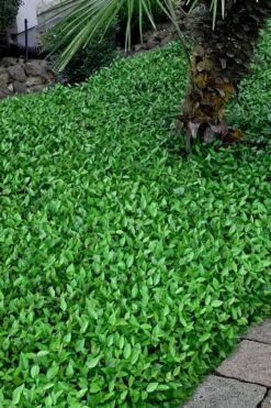 Asian Jasmine (Trachelospermum Asiaticum) - 72 Pack Of 3.5" Pint Pots 16 Asian Jasmine (Trachelospermum Asiaticum) - 72 Pack Of 3.5" Pint Pots -Garden Sales Store trachelospermum asiaticum asian jasmine 3