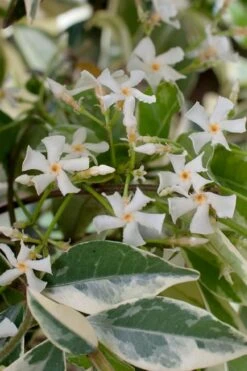 Variegated Confederate Jasmine - Trachelospermum Jasminoides - 1 Gallon Pot -Garden Sales Store trachelospermum jasminoides variegatum confederate jasmine 2