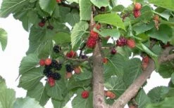 Red Mulberry Tree (Morus Rubra) - 3 Gallon Pot 16 Red Mulberry Tree (Morus Rubra) - 3 Gallon Pot -Garden Sales Store tree red mulberry 2 800x500 1